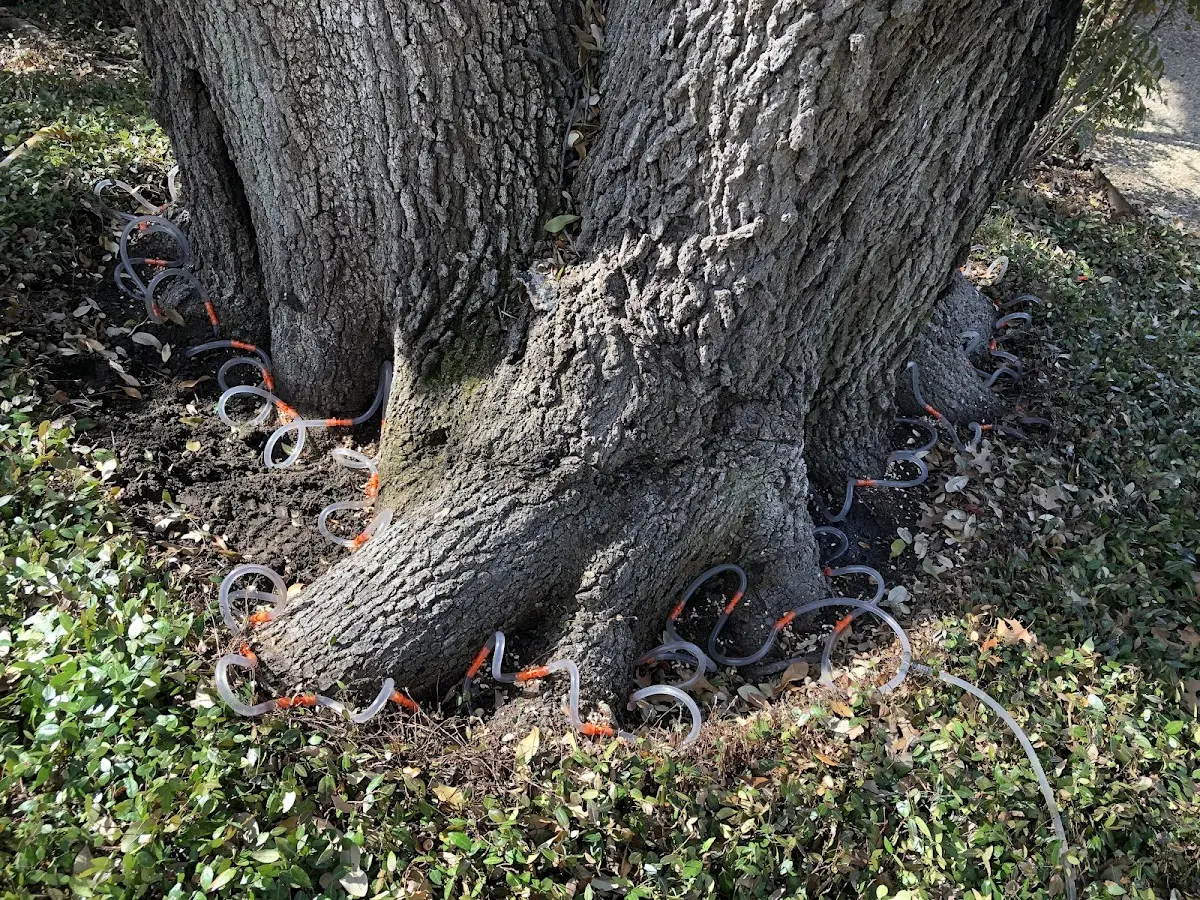 Detailed Tree Cabling and Bracing job site in Yukon