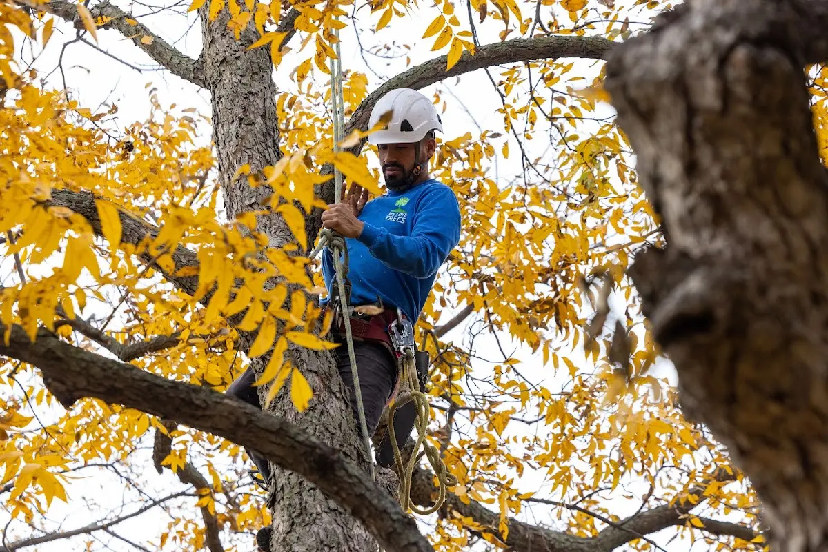 Skilled Tree Pruning crew working in Yukon