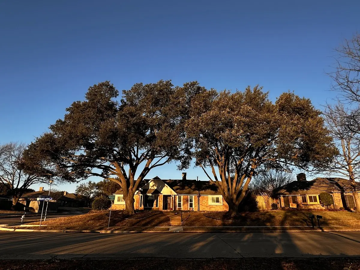 Established residential canopy tree shading a home in Yukon